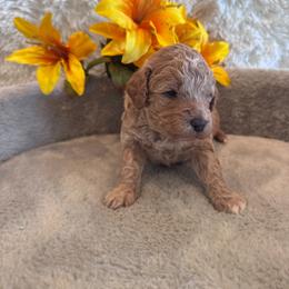 Male 4 - Apricot male Goldendoodle puppy in Bucyrus, Missouri from Hill Top Pomskies