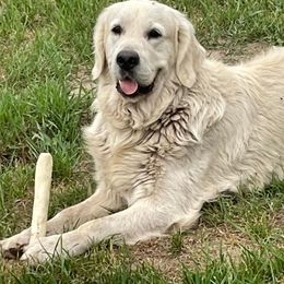 Golden Retriever puppies from Aslan's Pride of Fidei Family Farms
