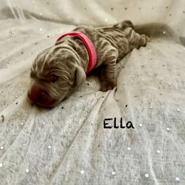 Ella - Silver gray female Weimaraner puppy in Aitkin, Minnesota from Whispering’s GunDogs