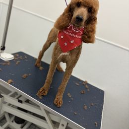 Sebastian - Red  male Poodle puppy in Texas from Zoway's Poodles