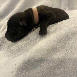 Toph - Brindle female xDutch Shepherd puppy in Chelsea, Alabama from Alliance K9