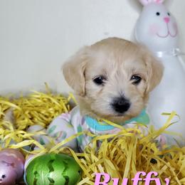 Girl 2 - Schnoodle puppy in Leitchfield, Kentucky from Eveleigh Acres Puppies