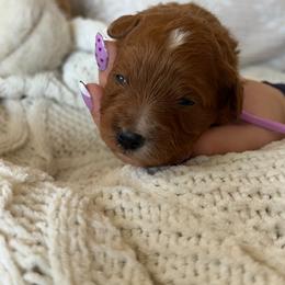 Purple - Red  female Goldendoodle puppy in Meridian, Idaho from Goldendoodle of Idaho