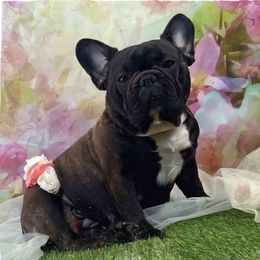 Bulldogs and French Bulldogs from Shameless Bulldogs LLC
