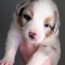 Dopey - Blue merle male Australian Shepherd puppy in Georgetown, Texas from River Reign Australian Shepherds