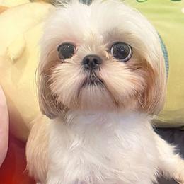 Mochi - Shih Tzu
