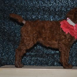 Poodle Puppies from Noblelee Kennel