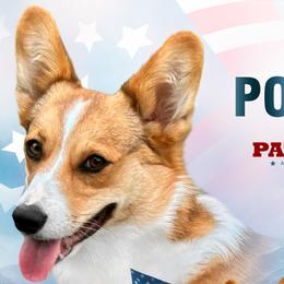 Poppy - American Corgi