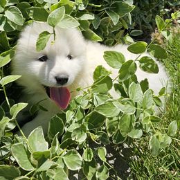 Samoyed Puppies from Rocky Mountain Samoyeds