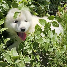 Samoyed Puppies from Rocky Mountain Samoyeds