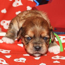 Rocket - Red sable male Havanese puppy in Salt Lake City, Utah from Steal Your Heart Havanese