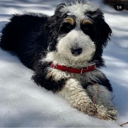 Bernedoodle and Goldendoodle All Grown Up from Rose canyon doodles