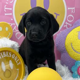 Light Blue - Black male Labrador Retriever puppy in Heath Springs, South Carolina from Rich Hill Retrievers