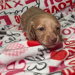 Moonflower - Cream female Dachshund puppy in Bristol, Tennessee from It's Mini Wieners Baby