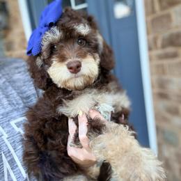 Adrina - Phantom female Goldendoodle puppy in Marion, Ohio from Doodles & Doxies