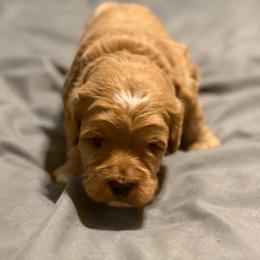 Boy 1 - Red male Cockapoo puppy in Colorado Springs, Colorado from Garrett Doodles