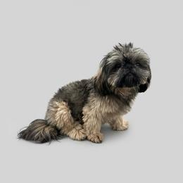 Ariella - Sable female Shih Tzu puppy in Chico, California from North State Shih tzus