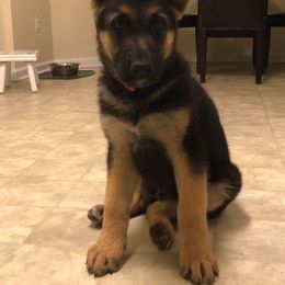 German Shepherd Puppies from Countryside Kennel