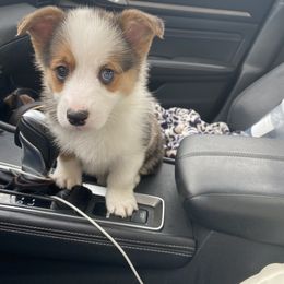 American Corgi Puppies from R and b corgis and farm