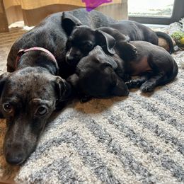 Tassie - Dachshund