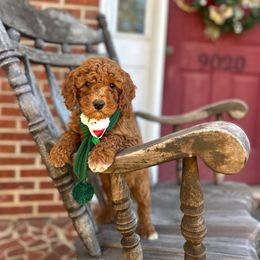 Liam - Red  male Goldendoodle puppy in Mint Hill, North Carolina from DoodleForever