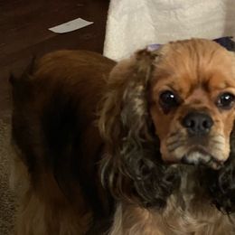 Toffee - Cocker Spaniel