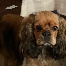 Toffee - Cocker Spaniel