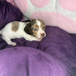 Skye - Dapple female Dachshund puppy in Richwood, West Virginia from Wild and Wonderful Wieners