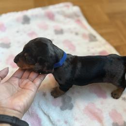 Boy 1 - Dapple male Dachshund puppy in Glendale, Arizona from R & M Dachshunds