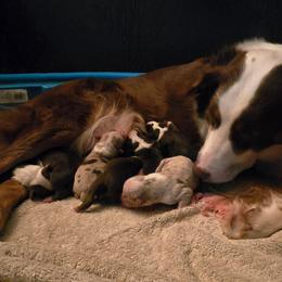 Boy 1 - Red tri-color male Australian Shepherd puppy in Russellville, Kentucky from Page Family Homestead