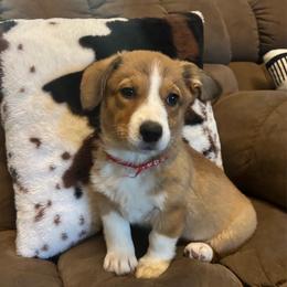 Girl 2 - Sable female Pembroke Welsh Corgi puppy in Greenwood, South Carolina from JOY Farms