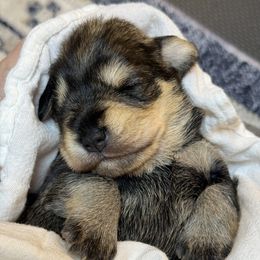 Girl 2 - Salt and pepper female Miniature Schnauzer puppy in Bullard, Texas from Black Gold Miniature Schnauzers