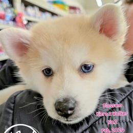 'BLOSSOM' - Wolf sable female Pomsky puppy in Norfolk, Virginia from 'Brick'House Couture Pomskies