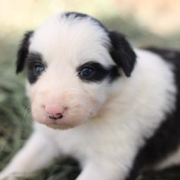 Lucy - Black and white female Border Collie puppy in Hesperus, Colorado from I&A Border Collies