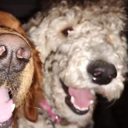 Goldendoodles from Todd Family Homestead