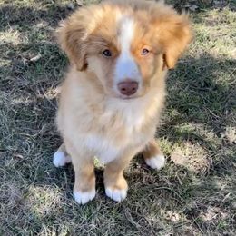 Nova Scotia Duck Tolling Retriever Puppies from Juniper Tollers