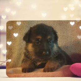 German Shepherd Puppies from Shepherd's Watch