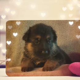 German Shepherd Puppies from Shepherd's Watch
