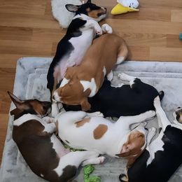Rat Terrier and Rottweiler Puppies from Sandpoint Deckers