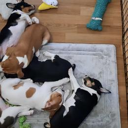 Rat Terrier and Rottweiler Puppies from Sandpoint Deckers