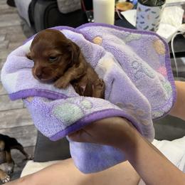 Boy 2 - Chocolate male Dachshund puppy in Gulfport, Mississippi from Susan's Dachshunds