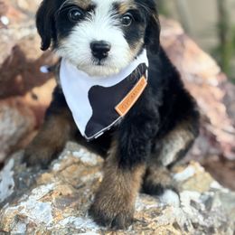 Brownie - Tri-color female Bernedoodle puppy in Peoria, Arizona from Grand Canyon Bernedoodles
