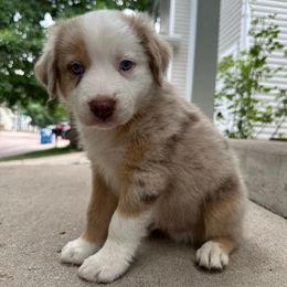 Link - Red merle male Australian Shepherd puppy in Morrison, Colorado from Friendly Hills Aussies