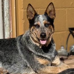 Australian Cattle Dogs from Shante Tully