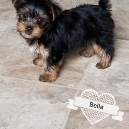 Yorkshire Terrier Puppies from The Yorkie House