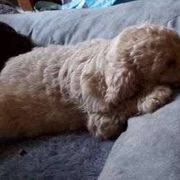 Poodle Puppies from Polly Wally Doodles and Poodles