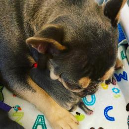 French Bulldog All Grown Up from Peach Pit Frenchies