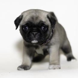 Natalie (purple) - Fawn female Pug puppy in Hereford, Arizona from Broken Road Ranch Pugs