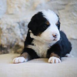Cedar - Tri-color male Bernese Mountain Dog puppy in Mount Pleasant, Utah from Bernese Mountain Dogs at Monte Vida Chalet