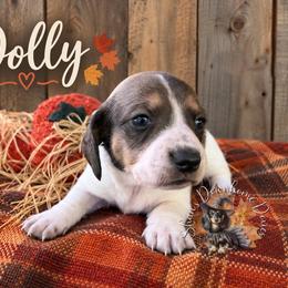 Dolly - Piebald female Dachshund puppy in Hockley, Texas from Shans Down Home Doxies